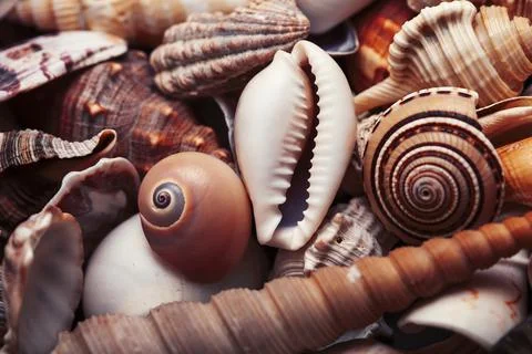 A lot of different empty sea shells, natural background, macro details Stock Photos