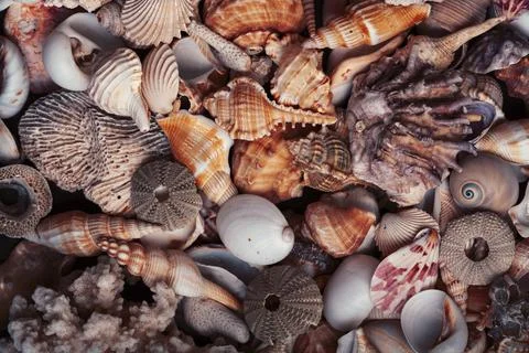 A lot of different empty sea shells, natural background, macro details 写真素材
