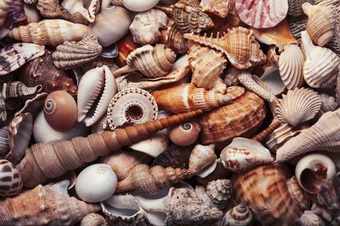 A lot of different empty sea shells, natural background, macro details Stockfoto's