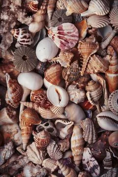 A lot of different empty sea shells, natural background, macro details Stock Photos