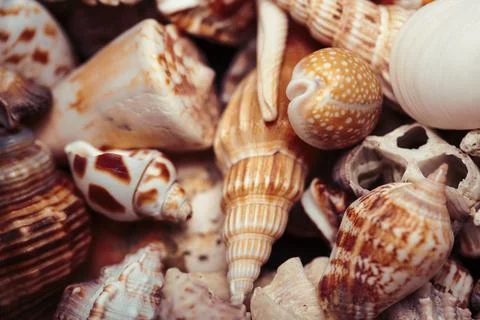 A lot of different empty sea shells, natural background, macro details Stock Photos