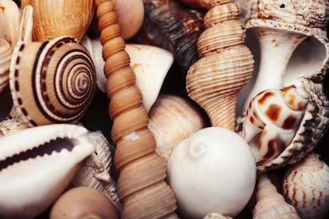 A lot of different empty sea shells, natural background, macro details Stockfoto's