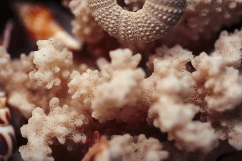 A lot of different empty sea shells, natural background, macro details Foto stock