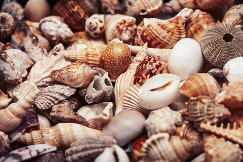 A lot of different empty sea shells, natural background, macro details Stock Photos