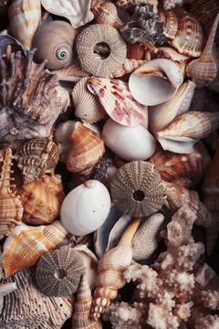 A lot of different empty sea shells, natural background, macro details Foto stock