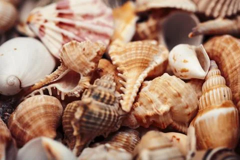 A lot of different empty sea shells, natural background, macro details Foto stock