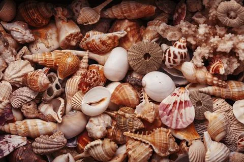A lot of different empty sea shells, natural background, macro details Foto stock