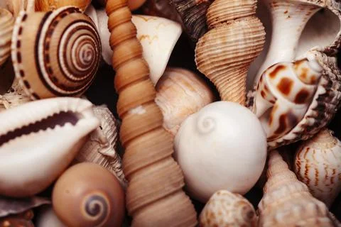 A lot of different empty sea shells, natural background, macro details Stock Photos