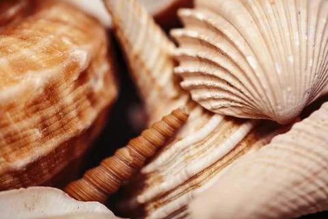 A lot of different empty sea shells, natural background, macro details 写真素材