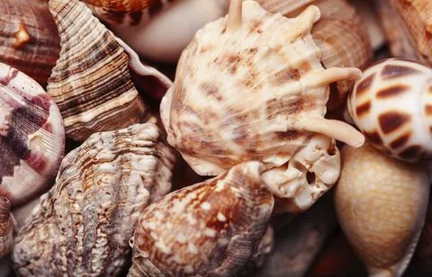 A lot of different empty sea shells, natural background, macro details Stockfoto's