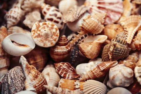 A lot of different empty sea shells, natural background, macro details Stock-Fotos