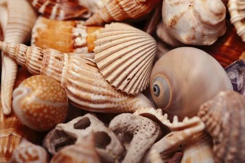 A lot of different empty sea shells, natural background, macro details Stock Photos
