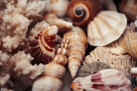 A lot of different empty sea shells, natural background, macro details Stock Photos