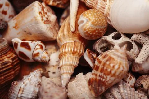 A lot of different empty sea shells, natural background, macro details Stock Photos