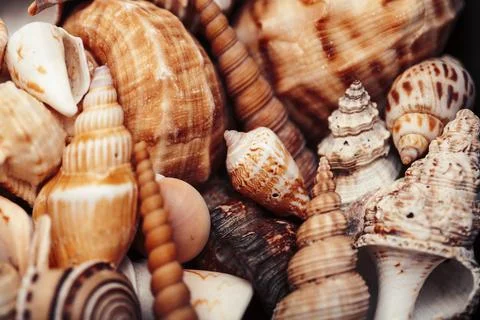 A lot of different empty sea shells, natural background, macro details Stock Photos