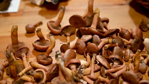 A lot of different mushrooms on the table. Stock Footage 223686507