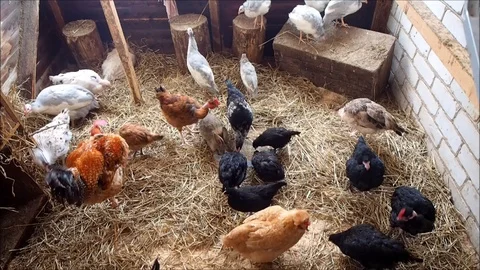 A lot of different poultry and rabbits in the chicken coop Stock Footage 120799268