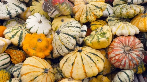 A lot of different pumpkins 스톡 동영상 97160490