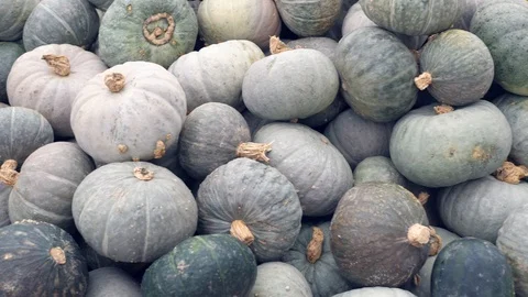 A lot of different pumpkins Vidéo 97160684