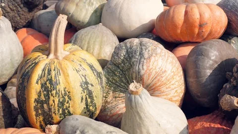 A lot of different pumpkins Vidéo 97160842