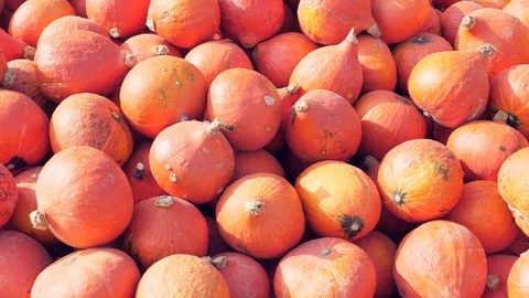 A lot of different pumpkins Vidéo 97161141