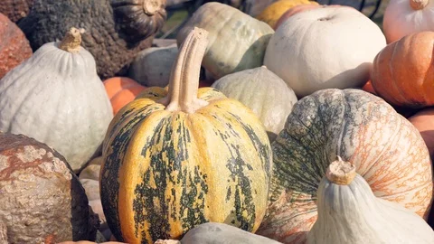A lot of different pumpkins Vidéo 97161233