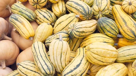 A lot of different pumpkins Vidéo 97162125