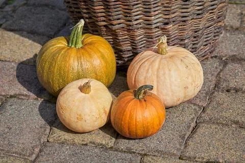 A lot of different pumpkins Stock Photos
