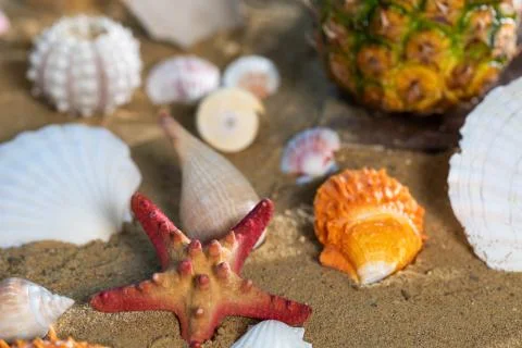 A lot of different snail shells lie on the sandy sea beach on a hot day. Stock-Fotos