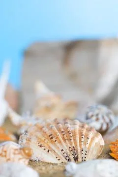 A lot of different snail shells lie on the sandy sea beach on a hot day again Stock-Fotos