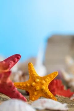 A lot of different snail shells lie on the sandy sea beach on a hot day again Foto stock