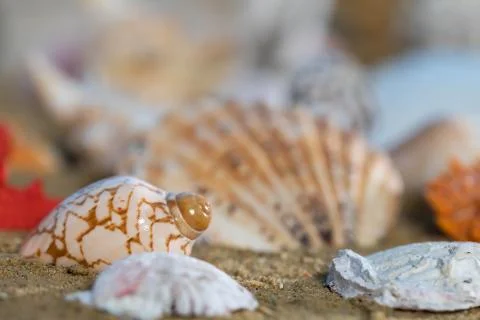 A lot of different snail shells lie on the sandy sea beach on a hot day. Photos