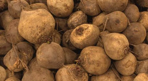 A lot of dirty beet, texture background. Pile of fresh ripe beet pattern, hig Stock Photos