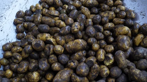 A lot of dirty potatoes before processing Stockbeeldmateriaal 90981950