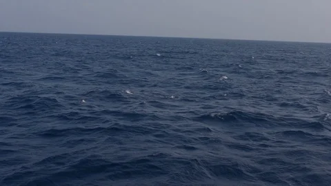 A Lot Of dolphins Simultaneously Swimming Stock Footage 125676616
