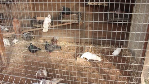 A lot of doves in a cage 스톡 동영상 75038539