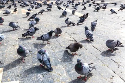 A lot of doves Stock Photos