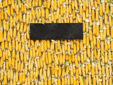 A lot of dried corn cobs. Stock Photos