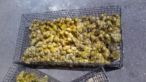 A lot of ducklings sitting in a cage Stock Footage 77206715