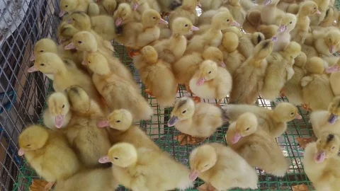 A lot of ducks in a cage Video stock 77206624