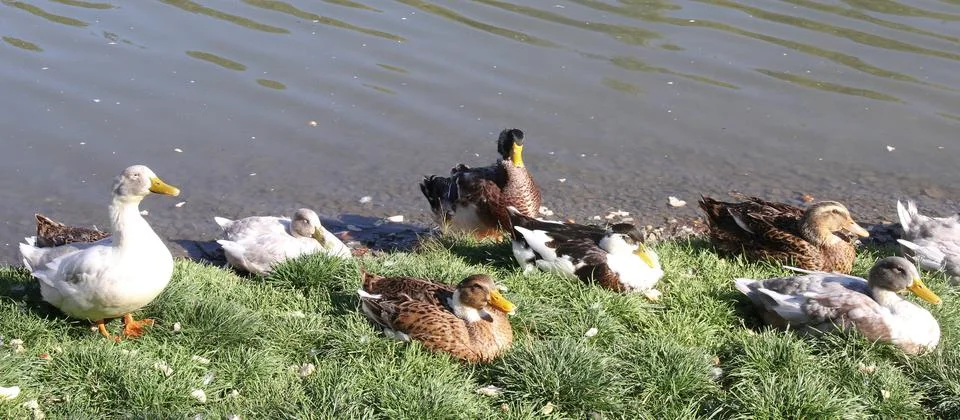 A lot of ducks on the lake eat bread Stock Photos