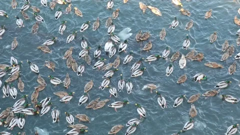 A lot of ducks in winter on a fast river Stock Footage 188574122