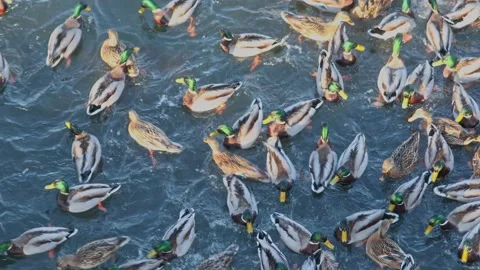 A lot of ducks in winter on a fast river Stock Footage 188574476