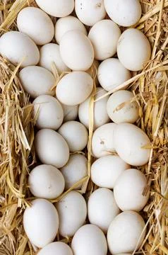 A lot of eggs in straw Stock Photos
