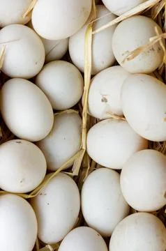 A lot of eggs in straw Foto stock