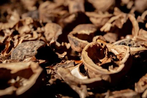 A lot of empty walnut shell. Textured background. Alternative fuel. Close-up. Stock Photos