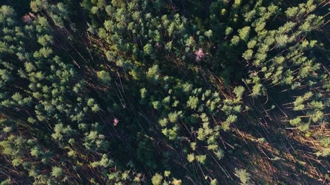 A lot of fallen trees due to the hurricane in the pine forest . Aerial view o Stock Footage 146762568
