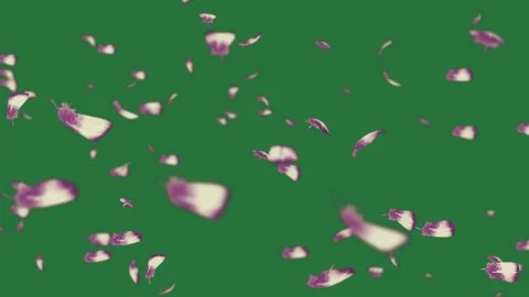 A lot of falling petals on green screen and with purple cartoonish expression Stock-Footage 335697003