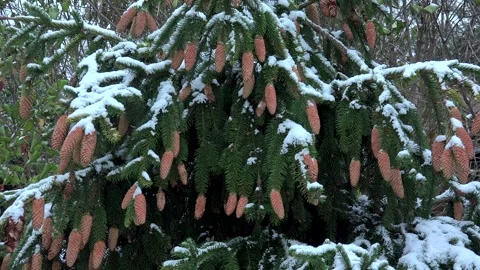 Lot of female cones at branch tips of a Norway spruce tree  in winter. Stock Footage 256893087