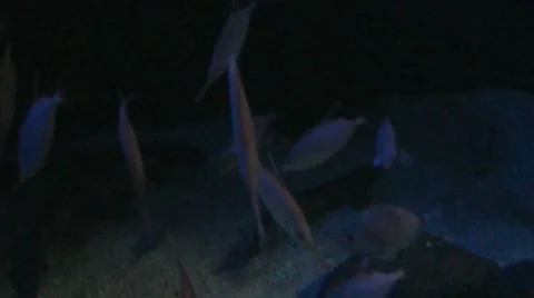A lot of fish from the abyss Stock-Footage 39778549